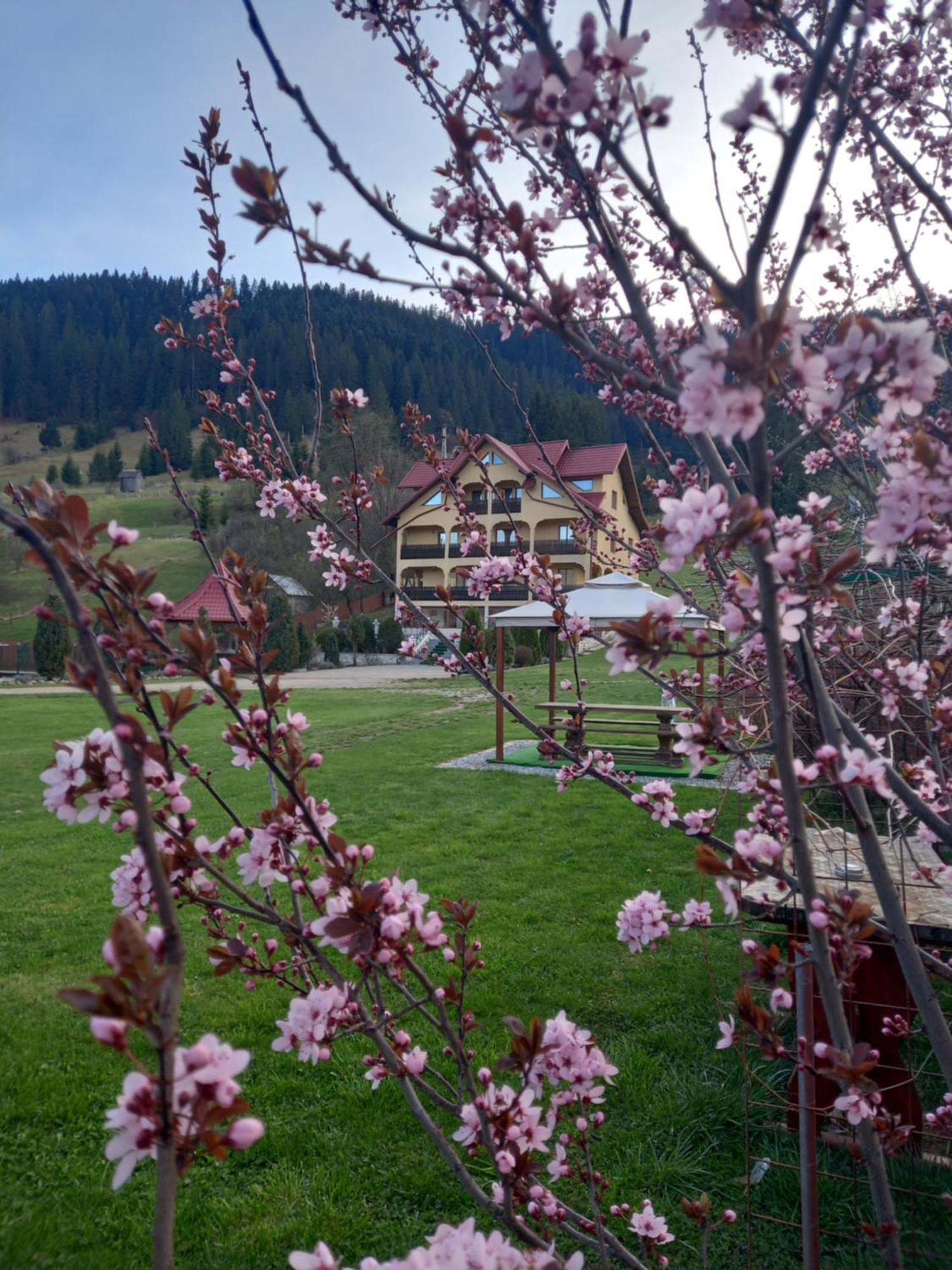 Hotel Pensiunea Alunis Sadová Exterior foto